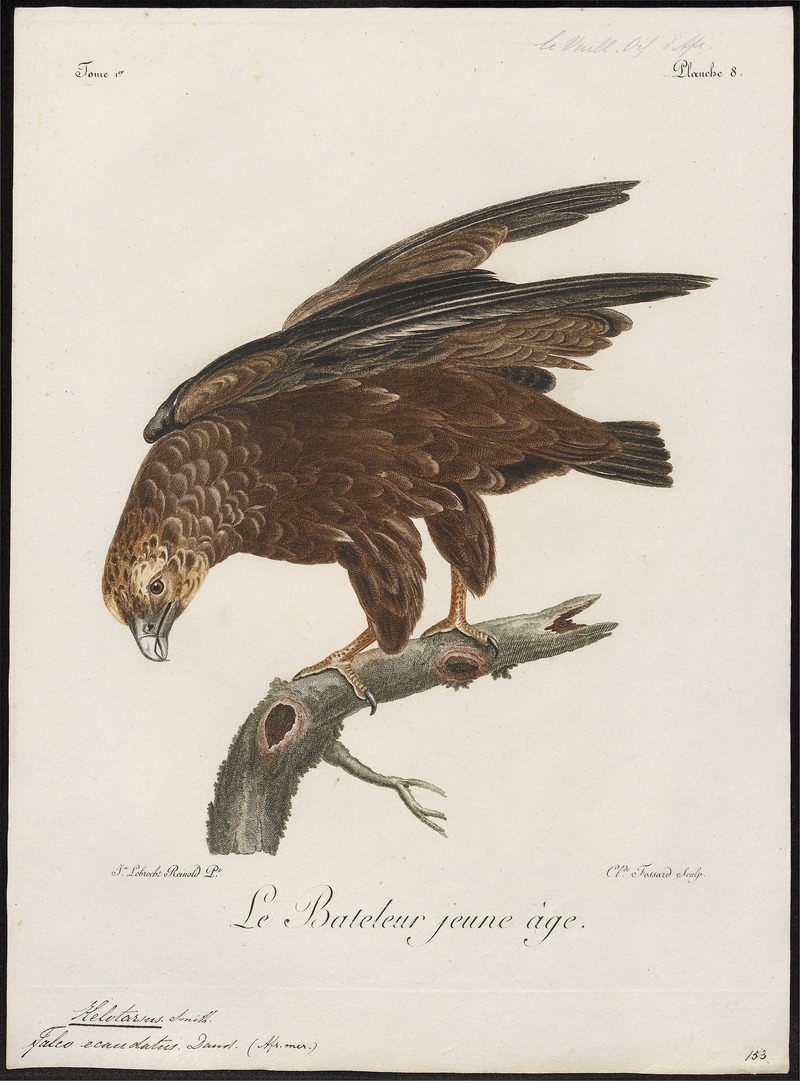 Helotarsus ecaudatus - 1796-1808 - Print - Iconographia Zoologica - Special Collections University of Amsterdam - UBA01 IZ18100345.jpg