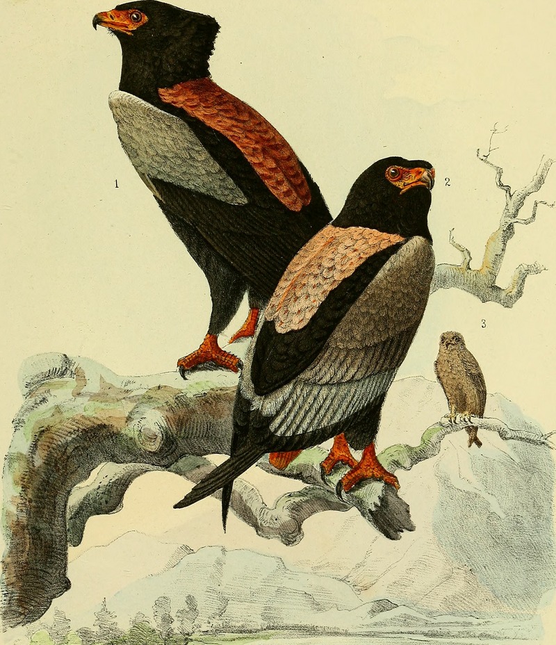 Ornithologie Nordost-Afrika's - der Nilquellen- und Küsten Gebiete des Rothen Meeres und des nördlichen Somal-Landes (1869) (14729498276).jpg