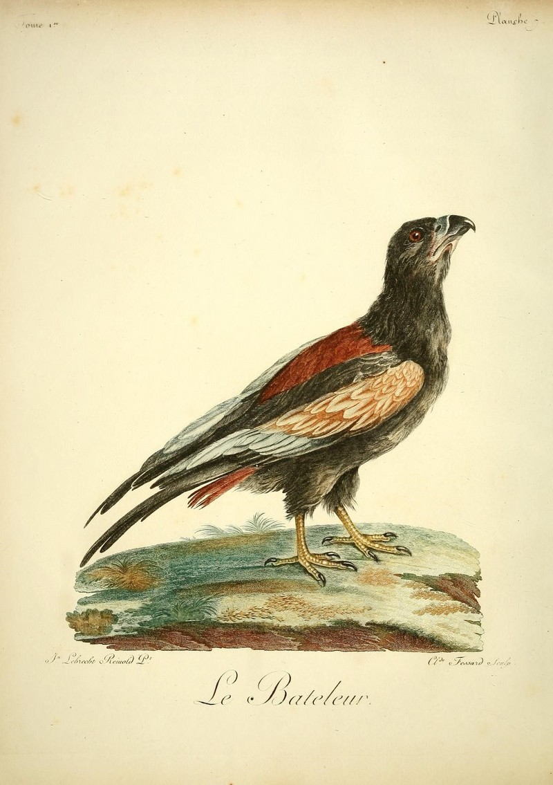 Histoire naturelle des oiseaux d'Afrique (8597066789).jpg