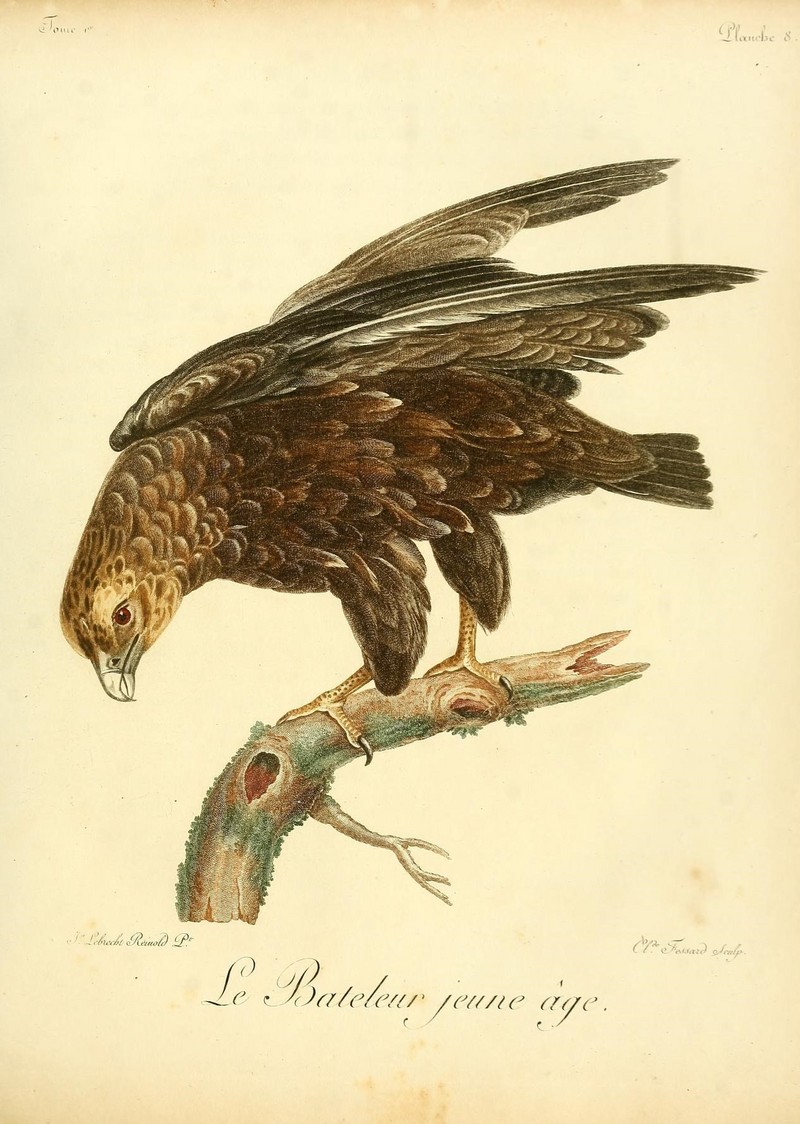 Histoire naturelle des oiseaux d'Afrique (8597067139).jpg
