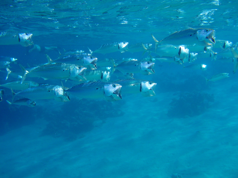 Mackerel - panoramio - Atlantic mackerel (Scomber scombrus).jpg