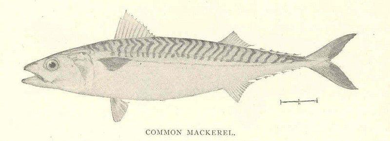 FMIB 41856 Common Mackerel (Scomber scombrus Linnaeus).jpeg