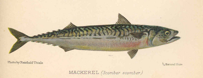 FMIB 51238 Mackerel (Scomber scomber).jpeg