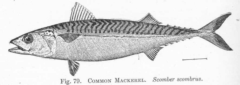FMIB 51409 Common Mackerel Scomber scombrus.jpeg