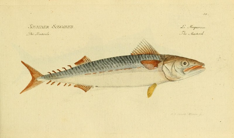 Ichthyologie; ou, Histoire naturelle des poissons (Plate 54) (7064420167).jpg
