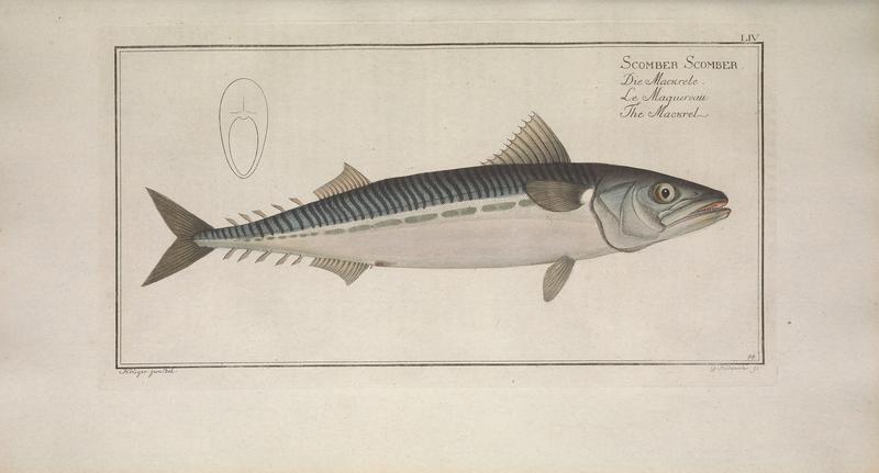Ichtyologie, ou, Histoire naturelle, générale et particulière des poissons (Pl. LIV) BHL47760803.jpg