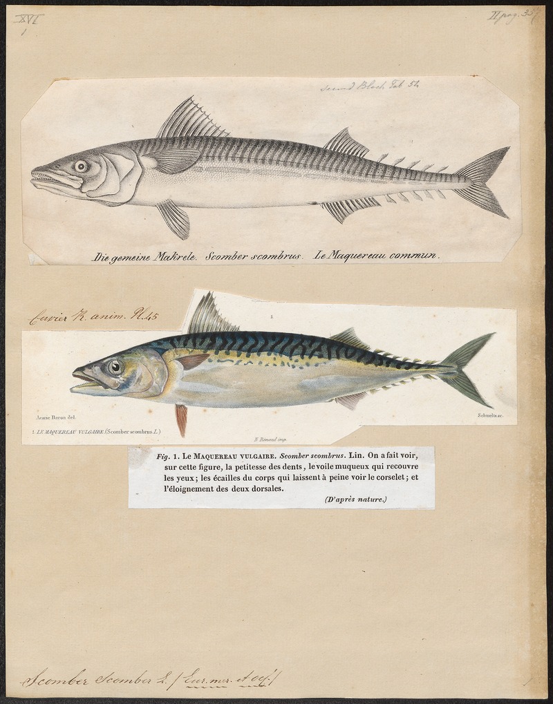 Scomber scomber - 1700-1880 - Print - Iconographia Zoologica - Special Collections University of Amsterdam - UBA01 IZ13500178.jpg