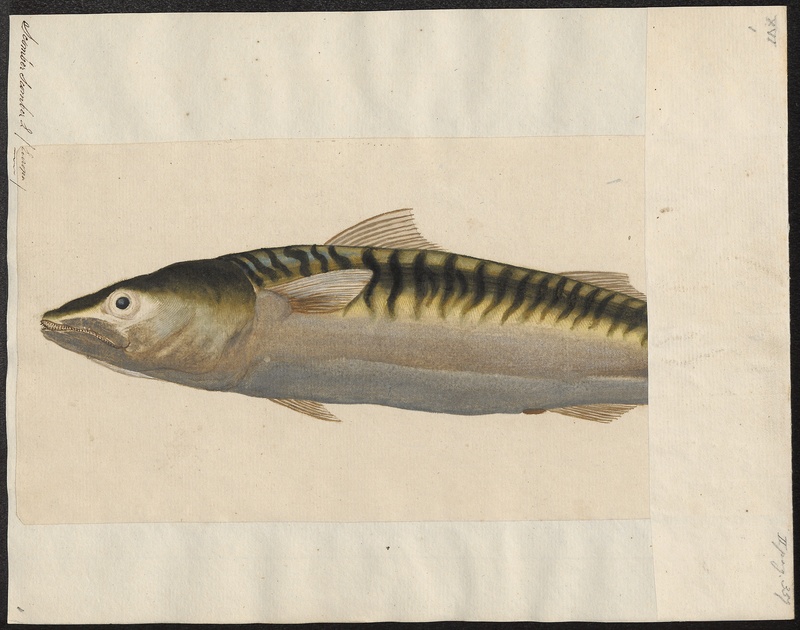 Scomber scomber - 1700-1880 - Print - Iconographia Zoologica - Special Collections University of Amsterdam - UBA01 IZ13500182.jpg