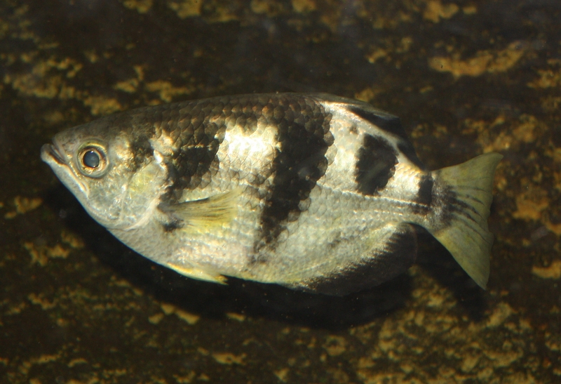 ArcherFish01 - banded archerfish (Toxotes jaculatrix).jpg