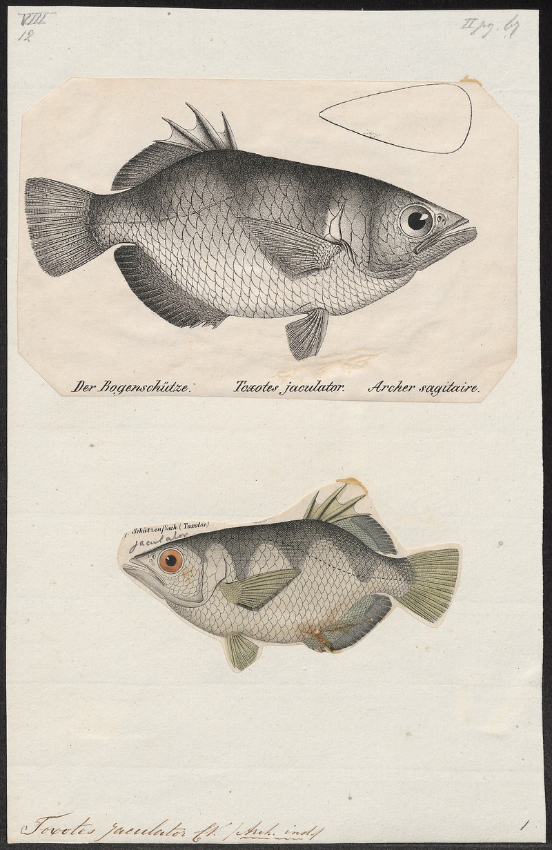 Toxotes jaculator - 1700-1880 - Print - Iconographia Zoologica - Special Collections University of Amsterdam - UBA01 IZ13100291.jpg
