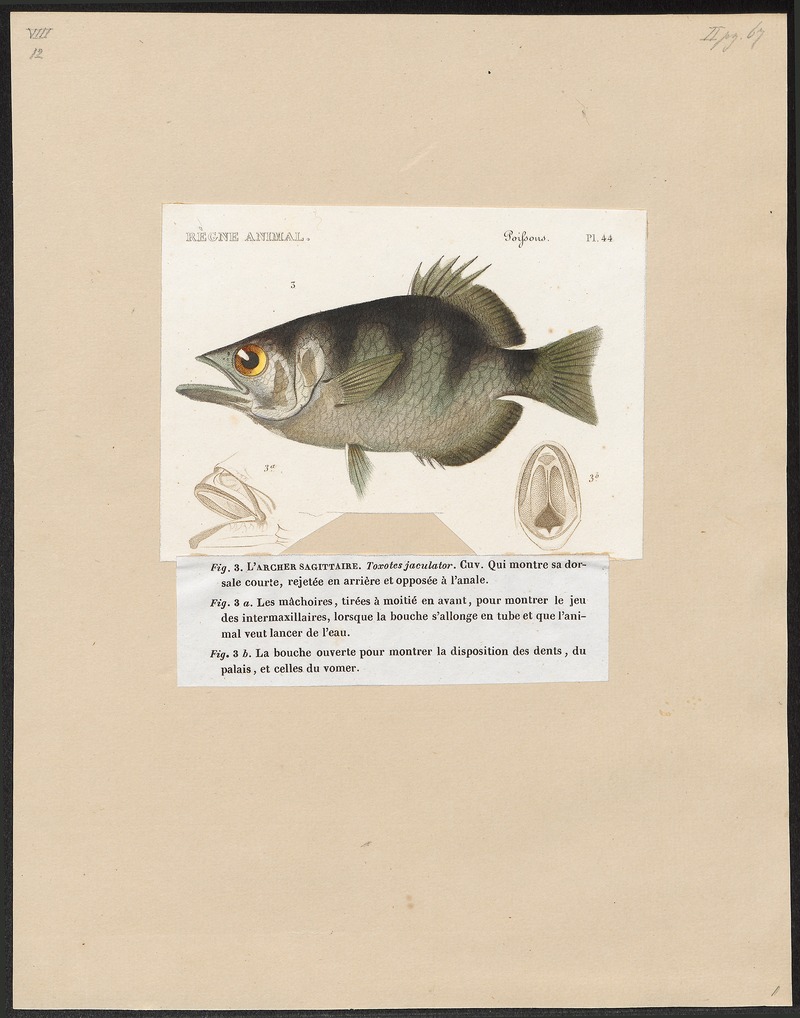 Toxotes jaculator - 1700-1880 - Print - Iconographia Zoologica - Special Collections University of Amsterdam - UBA01 IZ13100293.jpg
