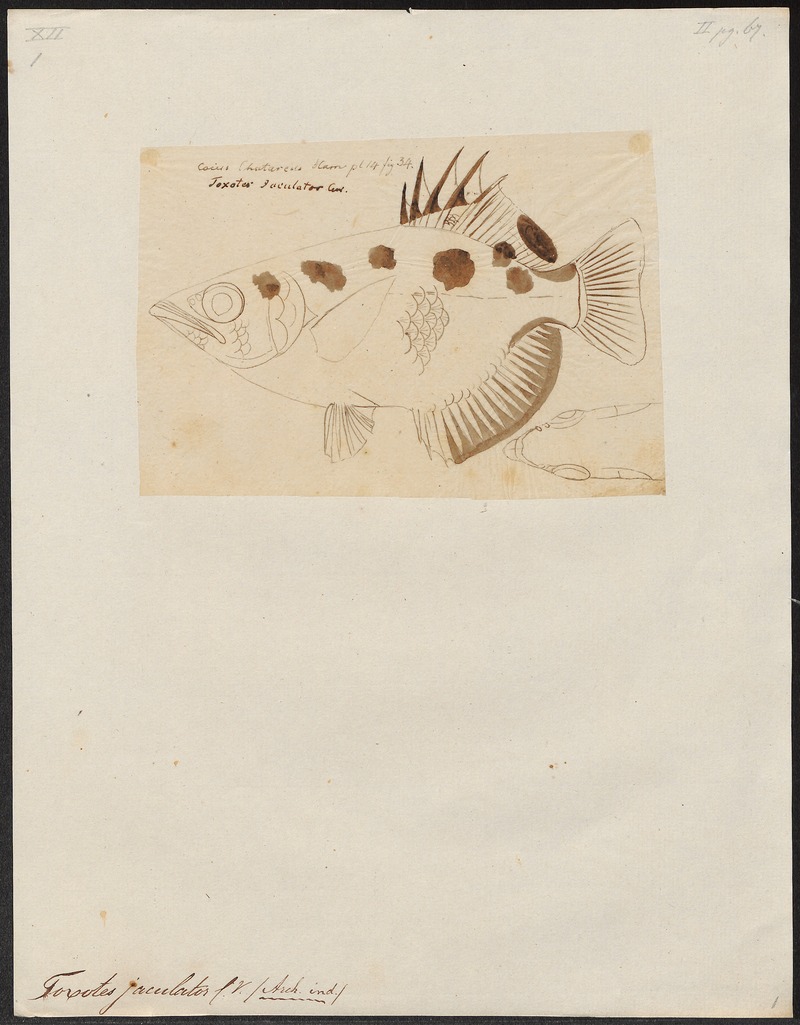 Toxotes jaculator - 1700-1880 - Print - Iconographia Zoologica - Special Collections University of Amsterdam - UBA01 IZ13100295.jpg