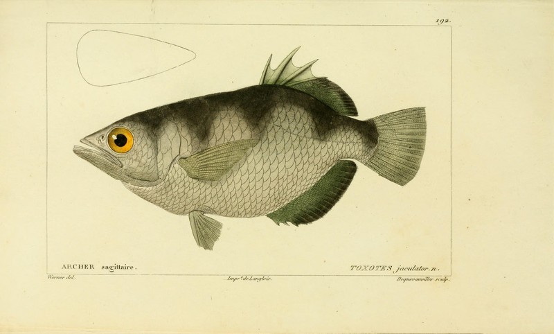 Histoire naturelle des poissons (10438612706).jpg