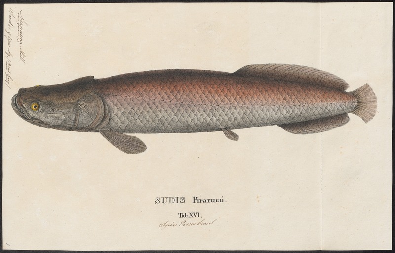 Arapaima gigas - 1829 - Print - Iconographia Zoologica - Special Collections University of Amsterdam - UBA01 IZ15000200.jpg