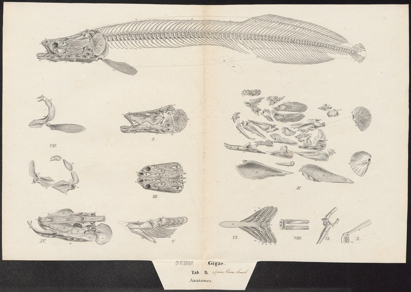Arapaima gigas - anatomie - 1829 - Print - Iconographia Zoologica - Special Collections University of Amsterdam - UBA01 IZ15000202.jpg