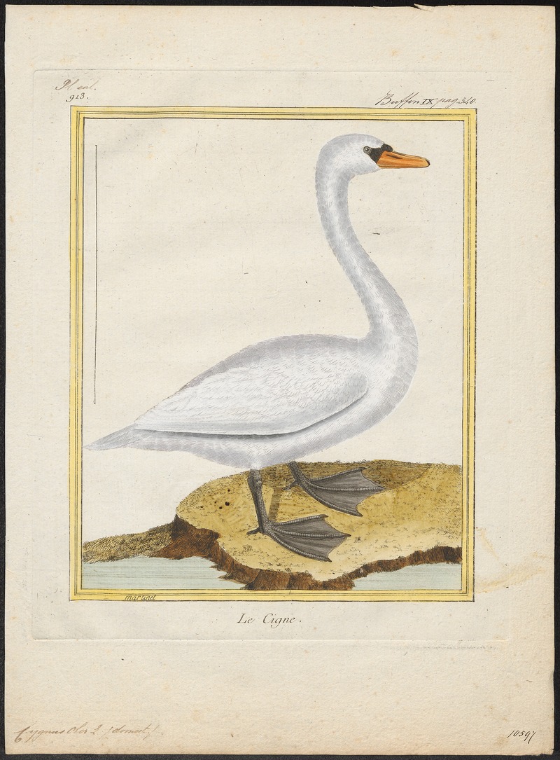 Cygnus olor - 1700-1880 - Print - Iconographia Zoologica - Special Collections University of Amsterdam - UBA01 IZ17600221.jpg