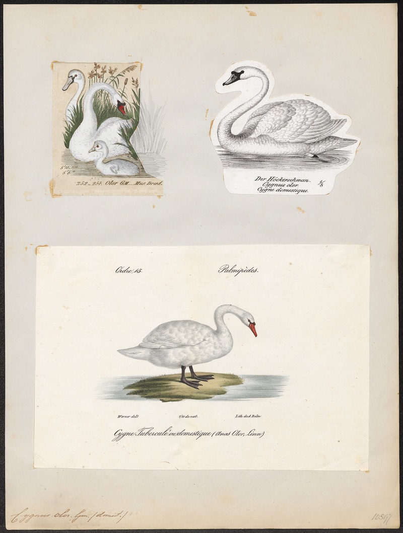 Cygnus olor - 1700-1880 - Print - Iconographia Zoologica - Special Collections University of Amsterdam - UBA01 IZ17600223.jpg