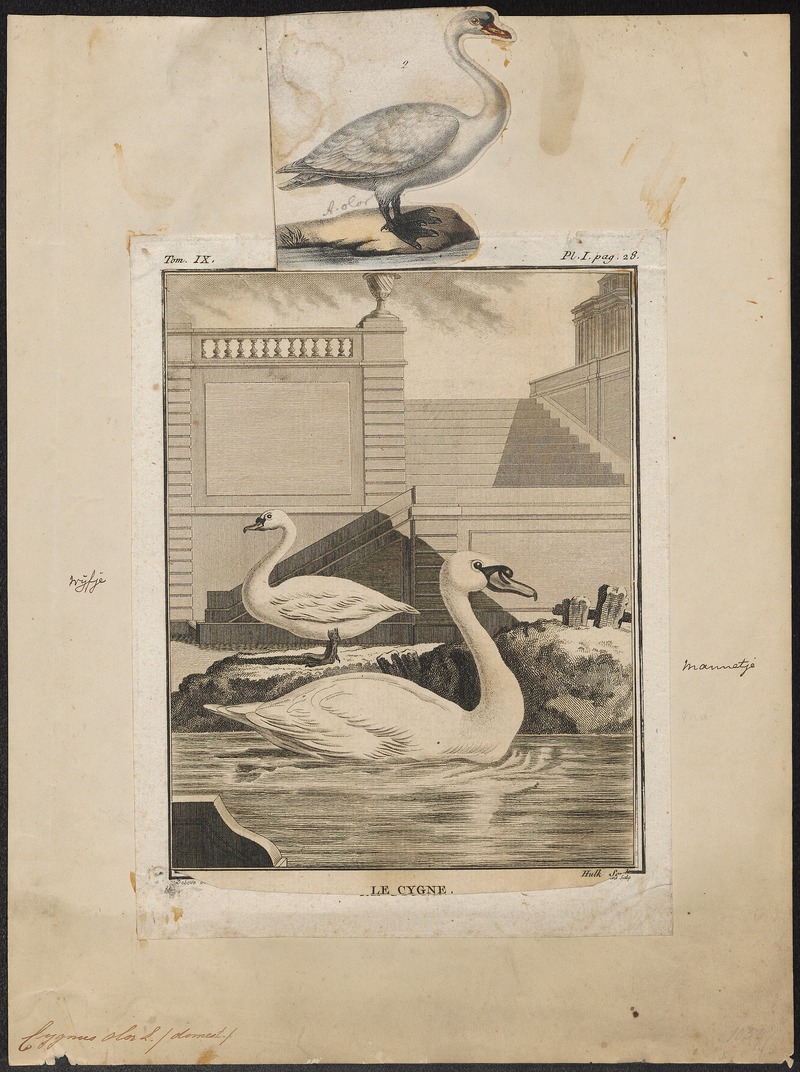 Cygnus olor - 1700-1880 - Print - Iconographia Zoologica - Special Collections University of Amsterdam - UBA01 IZ17600225.jpg
