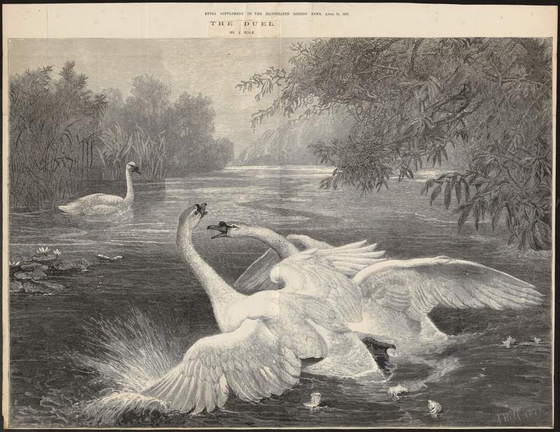 Cygnus olor - 1872 - Print - Iconographia Zoologica - Special Collections University of Amsterdam - UBA01 IZ17600220.jpg