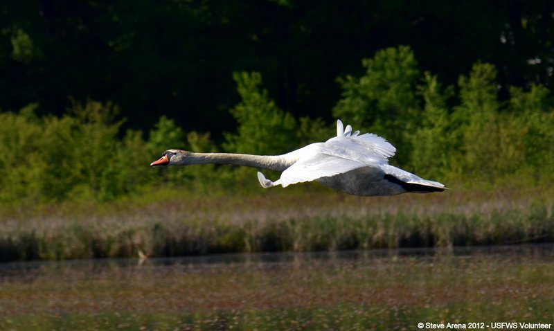 Mute Swan (Cygnus olor) Great Meadows NWR, Concord, MA (7245778908).jpg