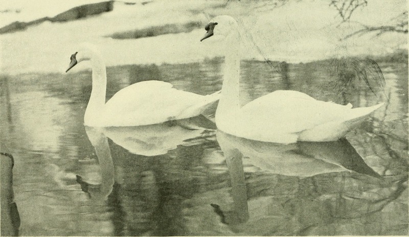 Annual report - New York Zoological Society (1905) (17808706384).jpg