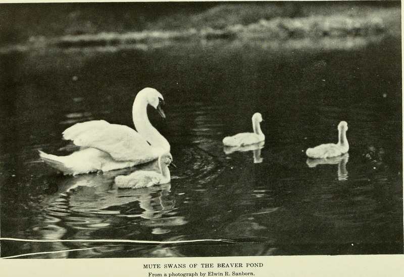 Annual report - New York Zoological Society (1919) (17810833623).jpg