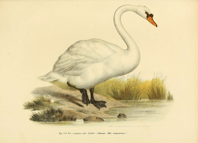 Bilder-atlas zur Wissenschaftlich-populären Naturgeschichte der Vögel in ihren sämmtlichen Hauptformen (Fig. 310) (6005783740).jpg