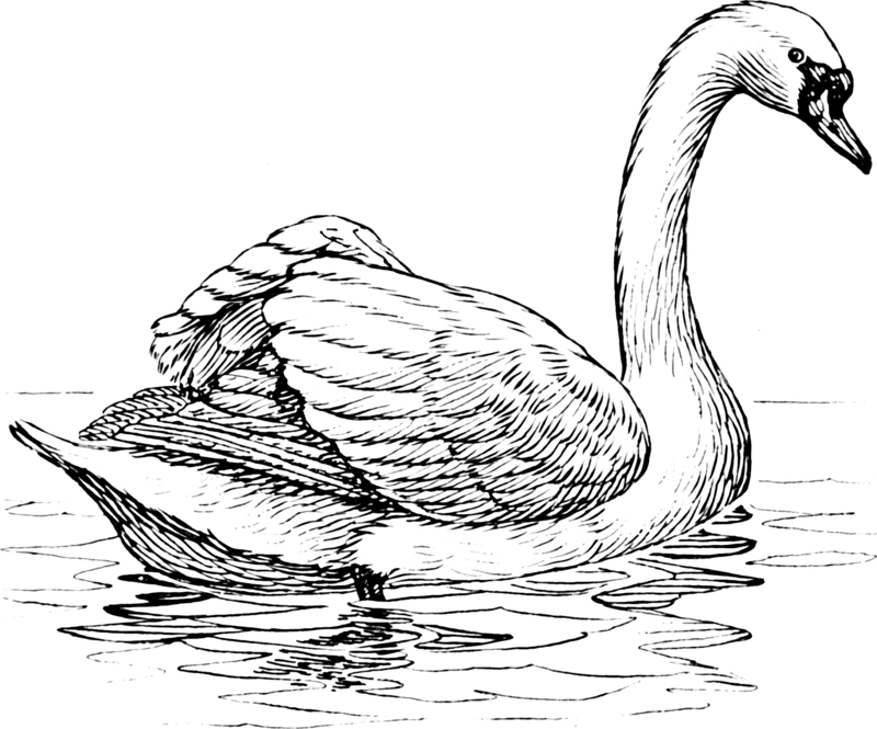 Swan (PSF).png