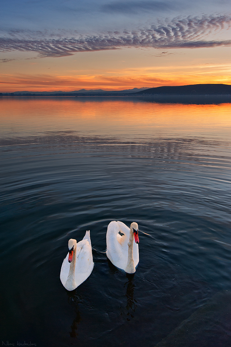 Swan lake (7255074032) - swans - mute swan (Cygnus olor).jpg