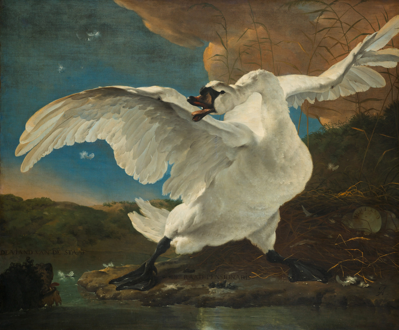 Jan Asselijn - De bedreigde zwaan; later opgevat als allegorie op Johan de Witt - Google Art Project.jpg
