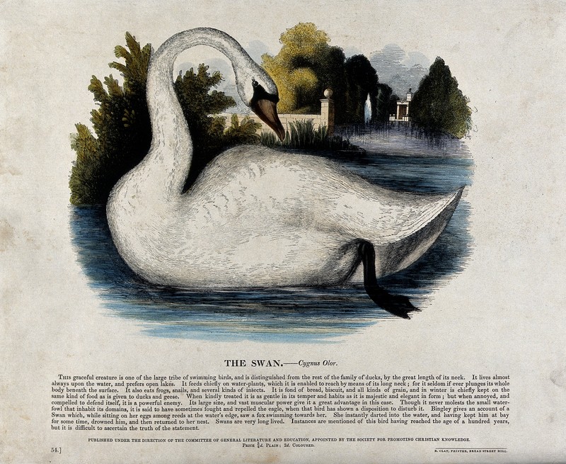 A swan on a lake. Coloured wood engraving by J. W. Whimper. Wellcome V0020510.jpg
