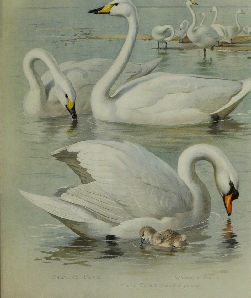 British birds (1915) (20390438476).jpg