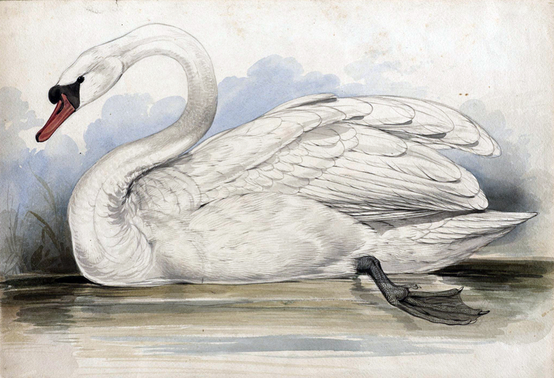 Houghton MS Typ 55.21 - Edward Lear, swan.jpg