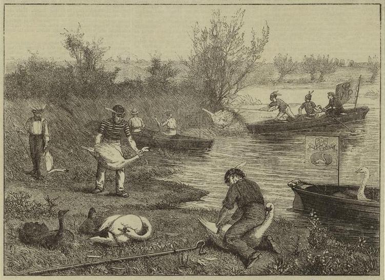 Life on the upper Thames - swan-upping (1875).jpg