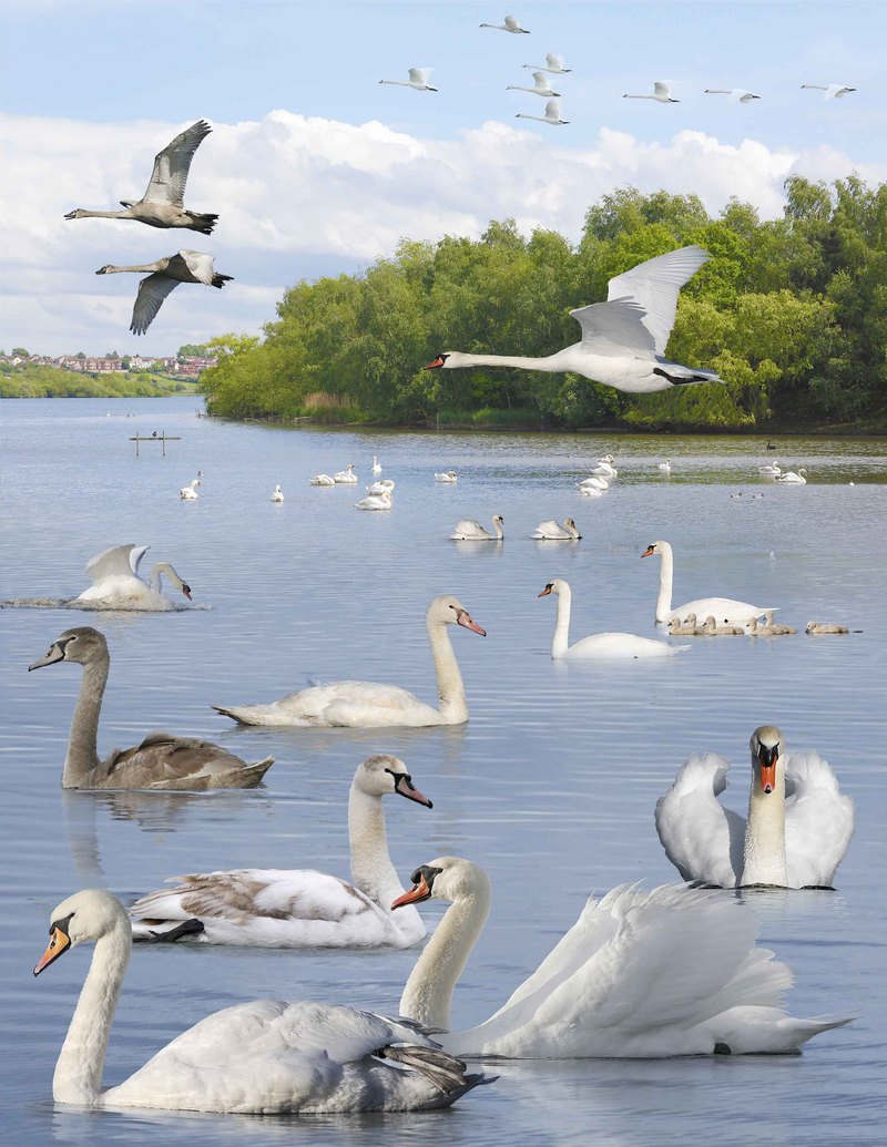 Mute Swan from the Crossley ID Guide Britain and Ireland.jpg