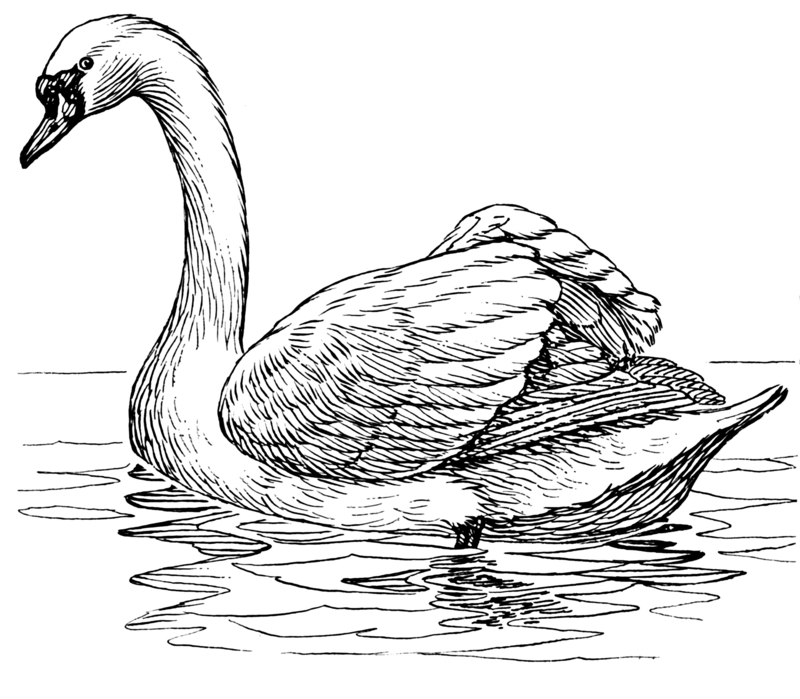 Swan 2 (PSF).png