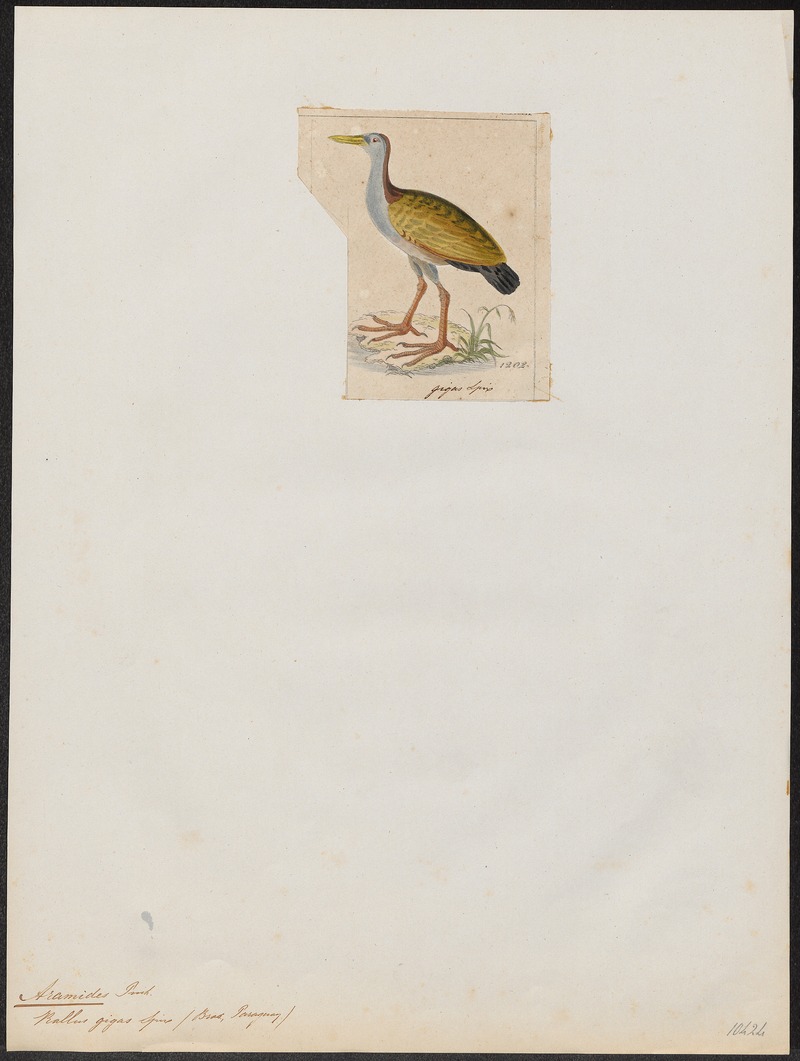 Aramides ypecaha - 1820-1863 - Print - Iconographia Zoologica - Special Collections University of Amsterdam - UBA01 IZ17500033.jpg