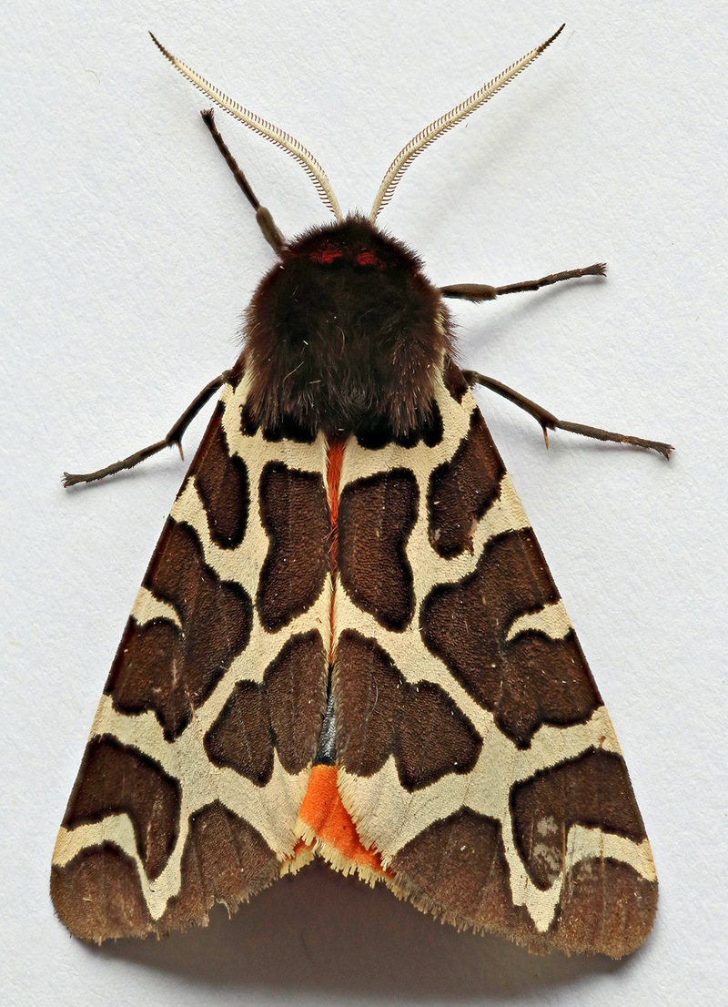 Arctia caja, Garden Tiger, Trawscoed, North Wales, Aug 2015 (20591553574) - great tiger moth (Arctia caja).jpg