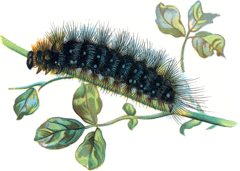 Arctia Caja caterpillar.png
