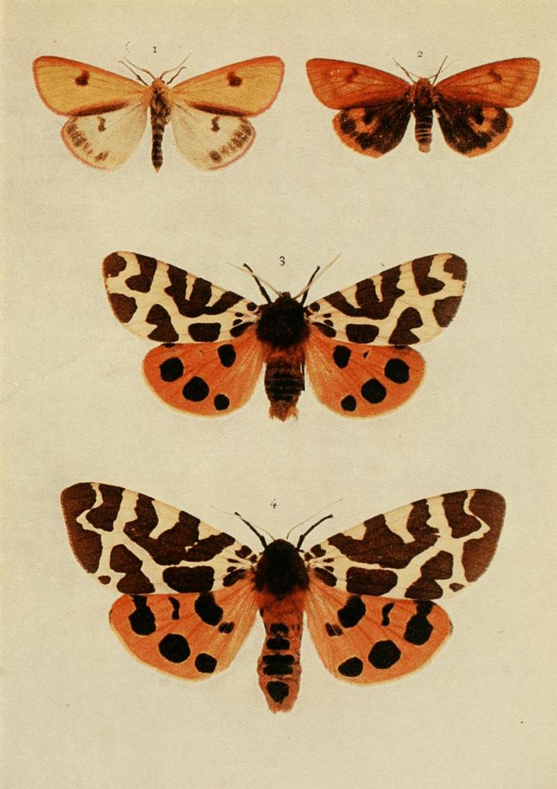 Moths of the British Isles Plate082.jpg