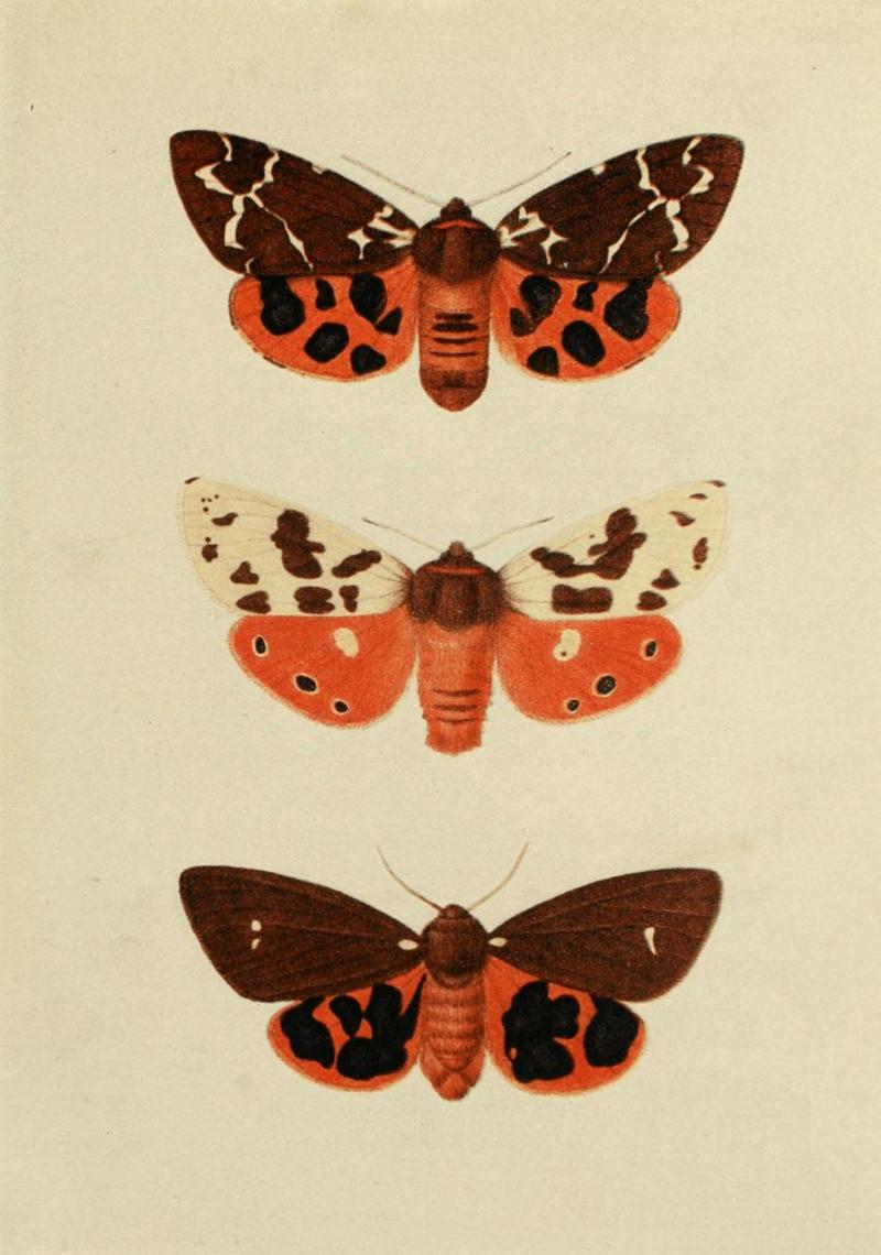 Moths of the British Isles Plate084.jpg