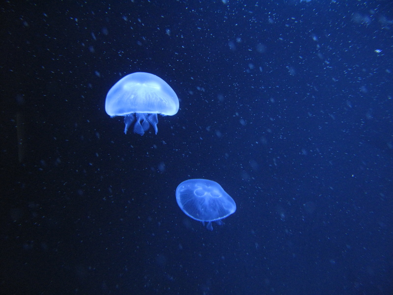 Aurelia aurita (auge24eu) - common jellyfish, moon jelly (Aurelia aurita).jpg