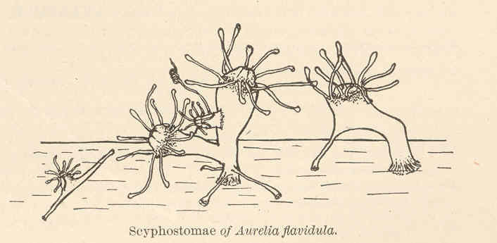 FMIB 41698 Scyphostomae of Aurelia flavidula.jpeg
