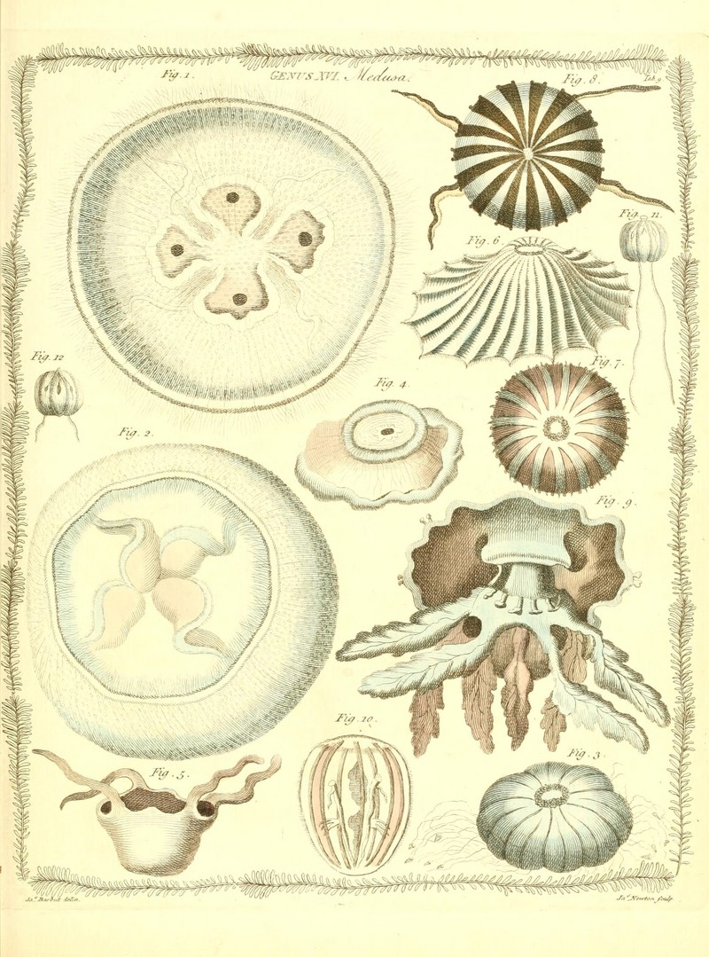 The genera vermium exemplified by various specimens of the animals contained in the orders of the Intestina et Mollusca Linnaei (Tab. 9) (7514320544).jpg