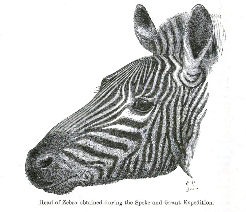Zebra Smit.jpg