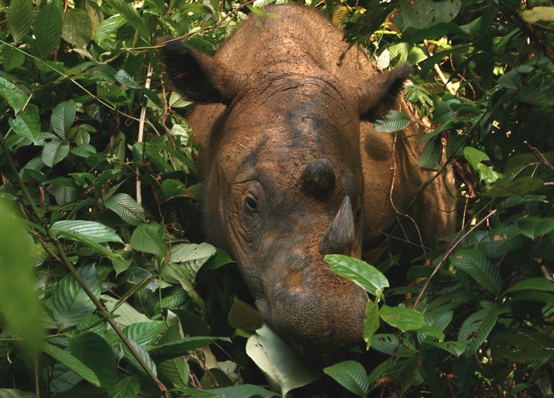 Sumatran Rhinoceros Way Kambas 2008 - hairy rhinoceros, Asian two-horned rhinoceros (Dicerorhinus sumatrensis).jpg