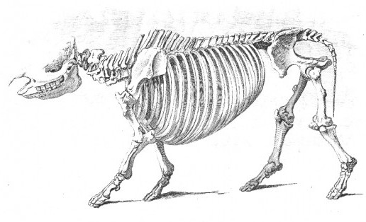 Sumatran Rhino skeleton.jpg