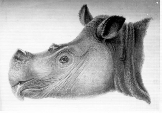 Muller-1839 Head od Sumatran Rhino.jpg