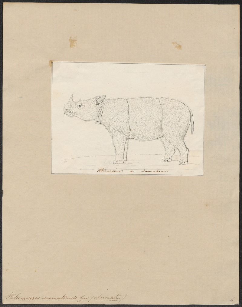 Rhinoceros sumatrensis - 1700-1880 - Print - Iconographia Zoologica - Special Collections University of Amsterdam - UBA01 IZ22000251.jpg