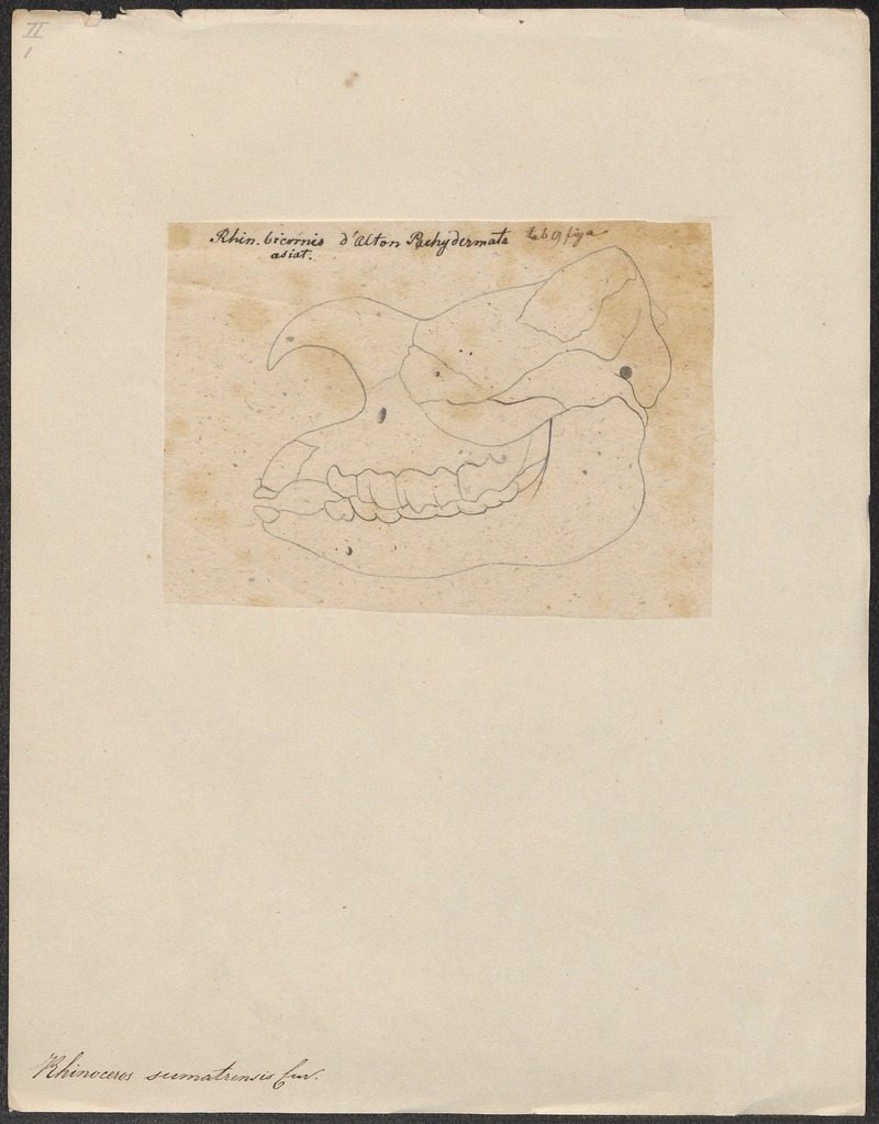 Rhinoceros sumatrensis - schedel - 1700-1880 - Print - Iconographia Zoologica - Special Collections University of Amsterdam - UBA01 IZ22000215.jpg